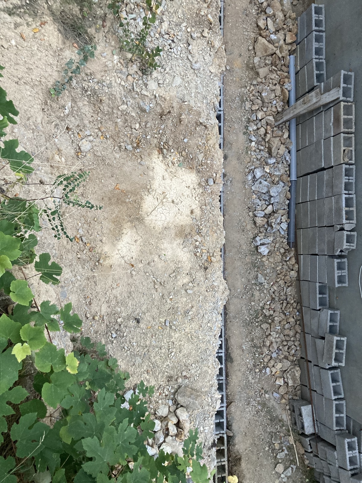 Fotografie reală · Privire verticală pe alee